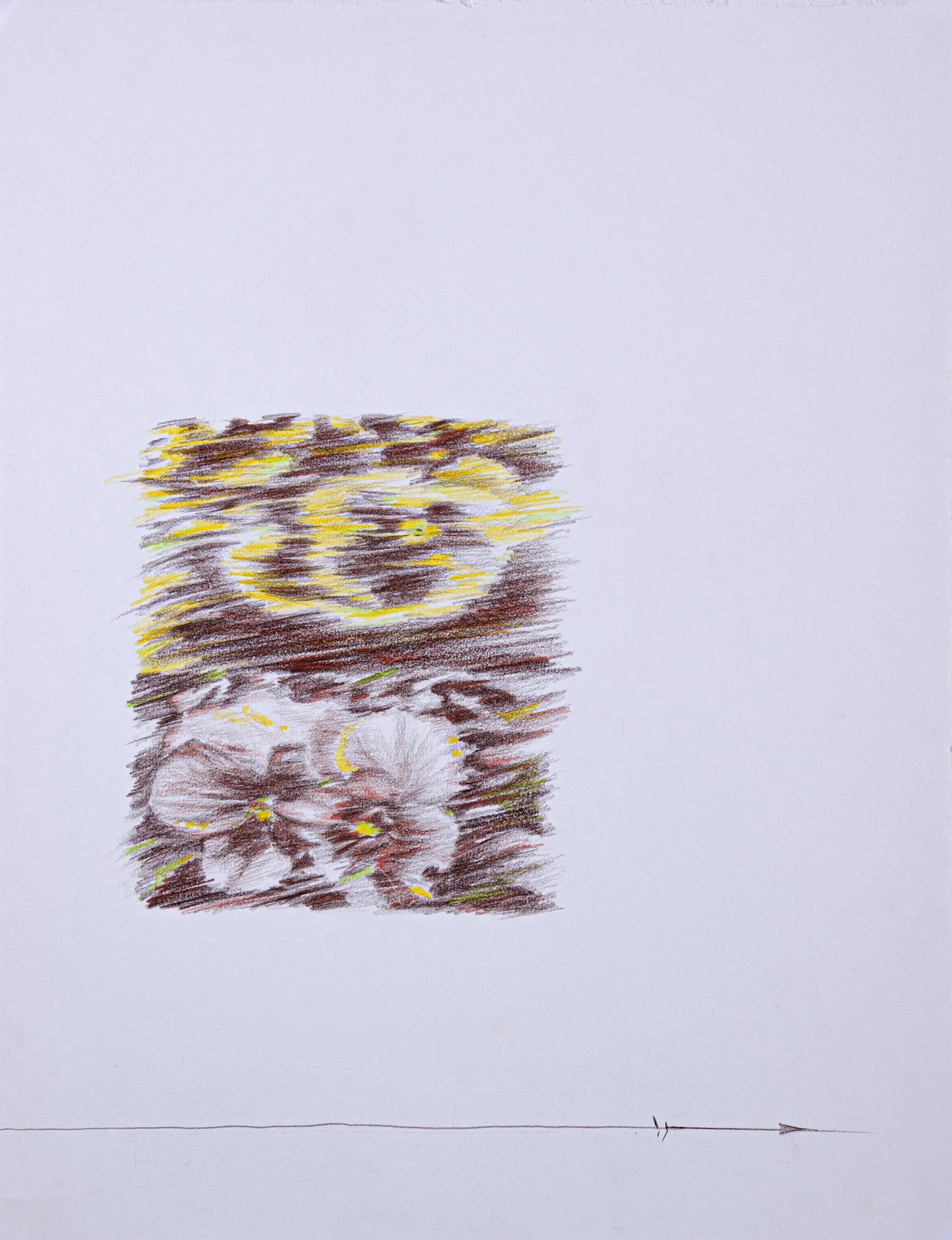 Flowers — Colored pencil on cardboard (each), 32.5 × 25 cm, 2023